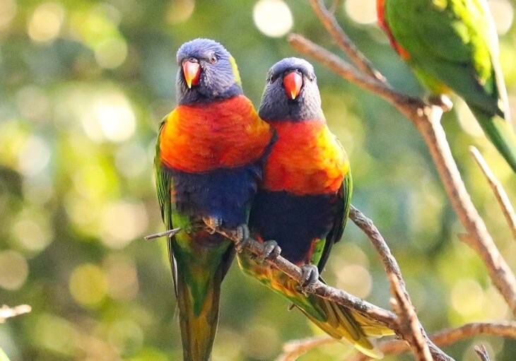 Two colorful rainbow lorikeets perched on a branch, close-up.