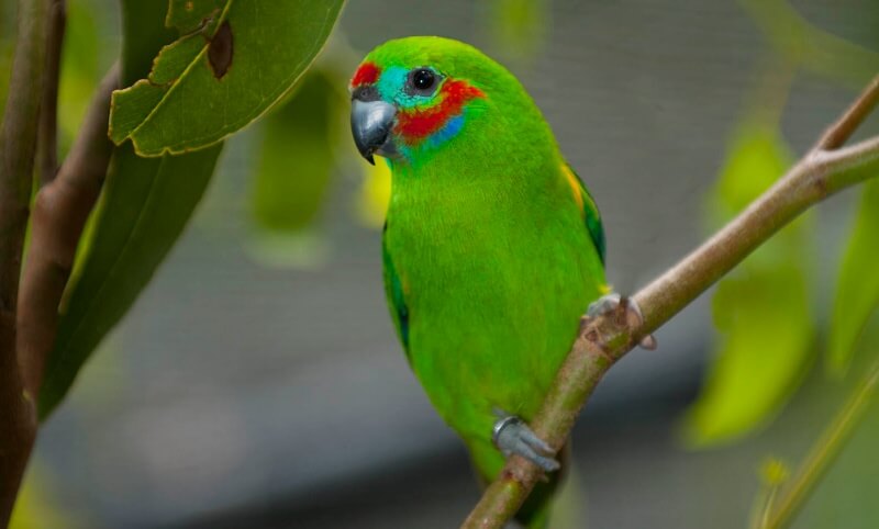 Colourful small bird perched on tree branch with a vibrant green feather coat and red, blue and turquoise accents on its face.