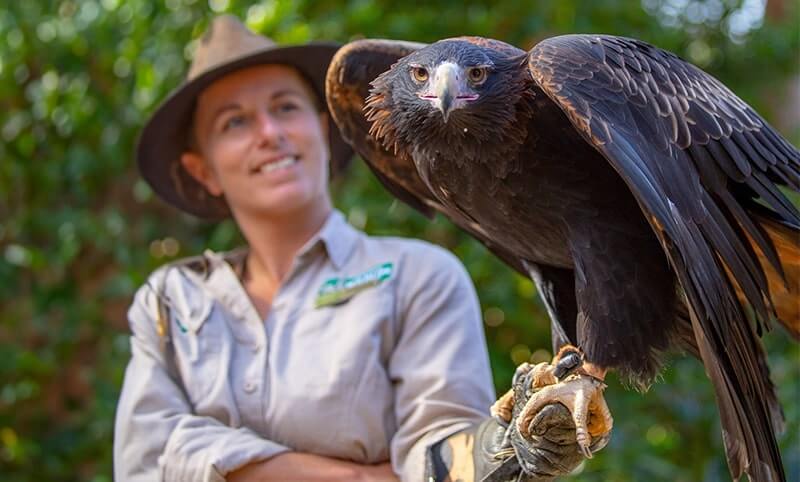 A person wearing a hat and a light-colored shirt with a patch on the chest holds a large bird of prey, specifically an eagle.