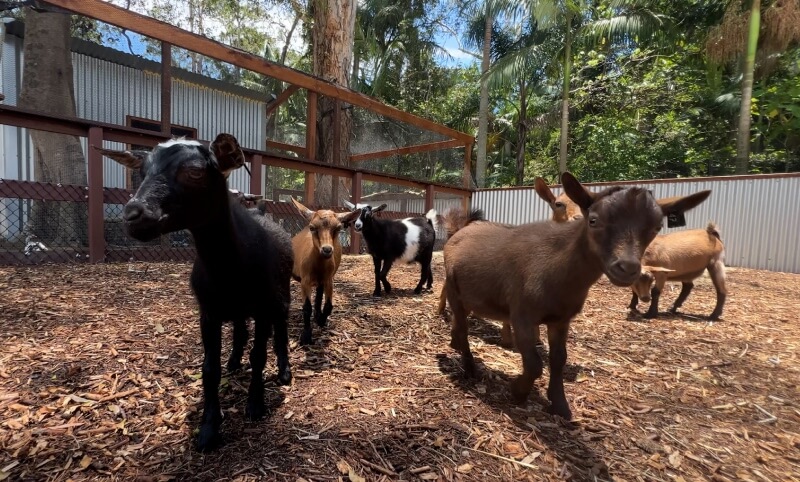A group of goats stands on wood chips inside a fenced outdoor enclosure with trees and a metal building in the background.