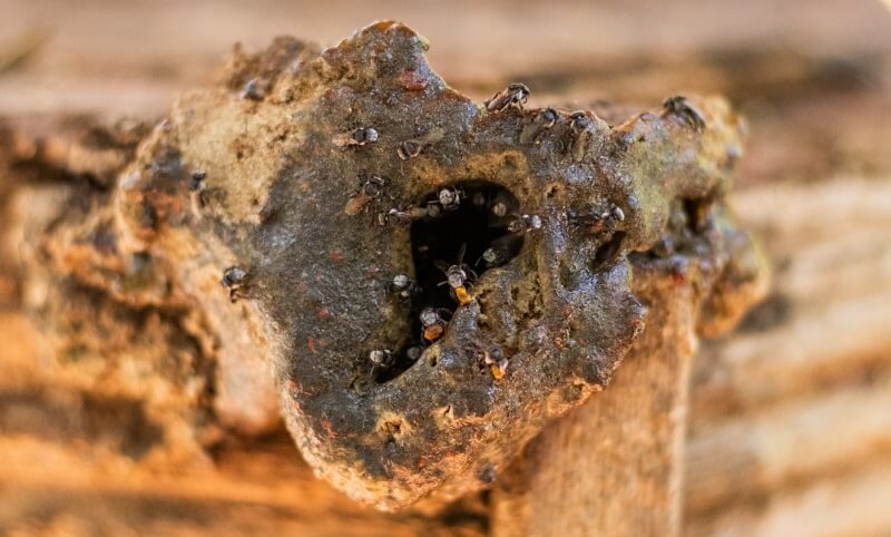Close-up of a rough, brown termite nest with several termites crawling on its surface and entering a central hole.