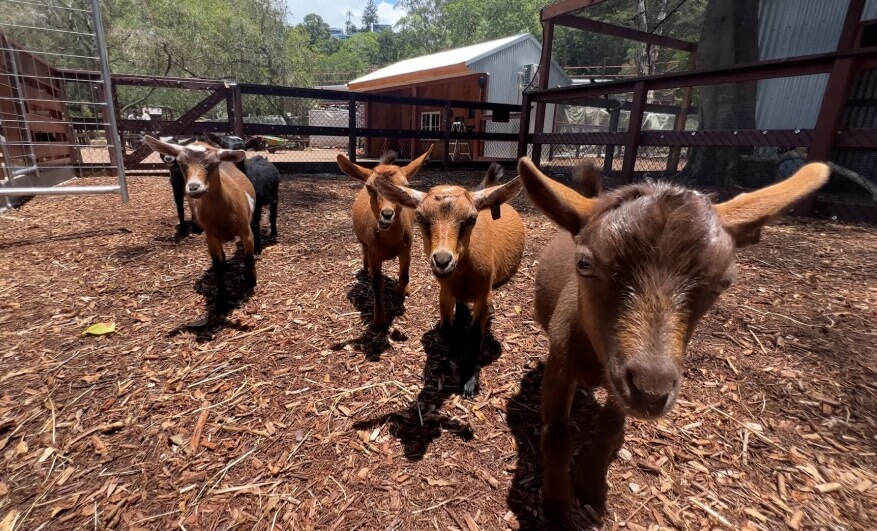 Four brown goats stand on mulch in a fenced outdoor pen, with a small barn and trees visible in the background.