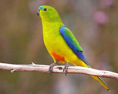 A bright green and yellow parrot with blue wings and an orange patch on its belly perched on a thin branch.