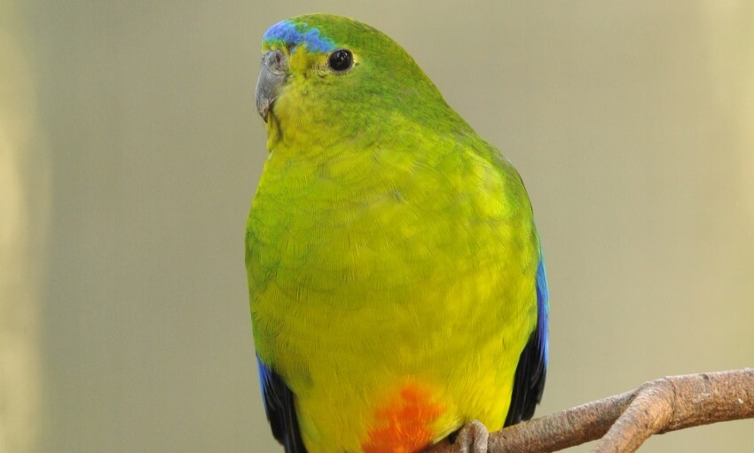 A small parrot with bright green and yellow feathers, blue wing markings, and an orange patch on its belly is perched on a branch.