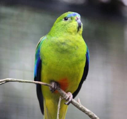 A green and yellow parrot with blue highlights and a patch of orange on its lower body is perched on a thin branch.