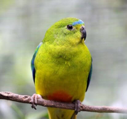 A green and yellow parrot with hints of blue and orange sits on a branch against a blurred background.