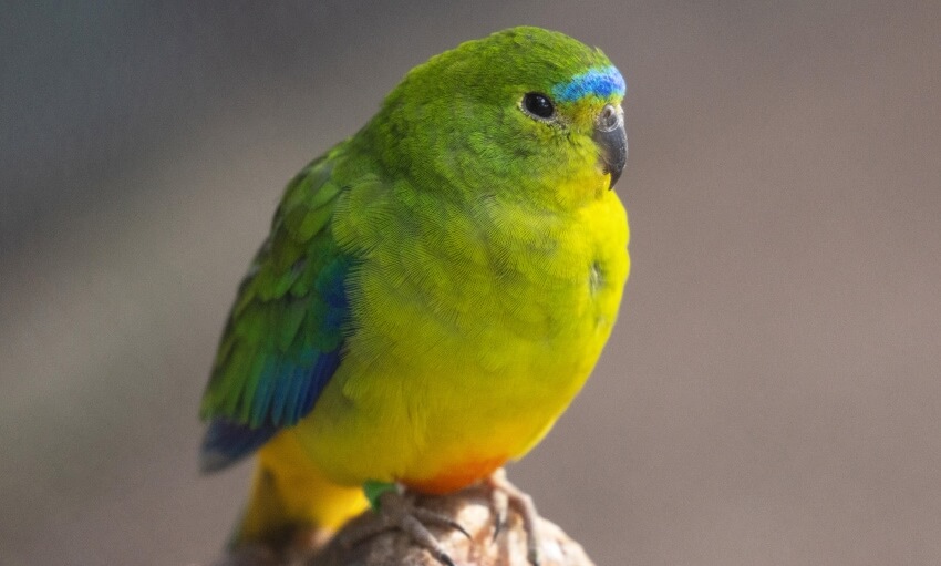 A small parrot with green and yellow plumage, blue markings on its head, and a dark beak, perched on a branch.