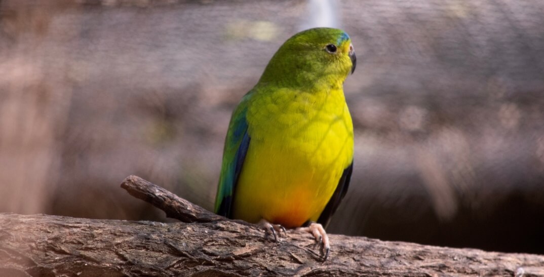 A small green and yellow parrot perches on a branch, with a blurred background.