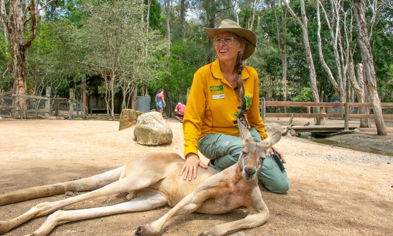 A person in a yellow shirt and hat sits on the ground, resting a hand on a lying kangaroo in an outdoor wildlife enclosure.