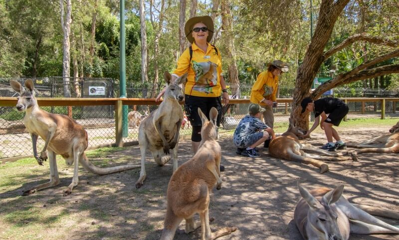 People interact with multiple kangaroos in an outdoor enclosure at a wildlife park on a sunny day.