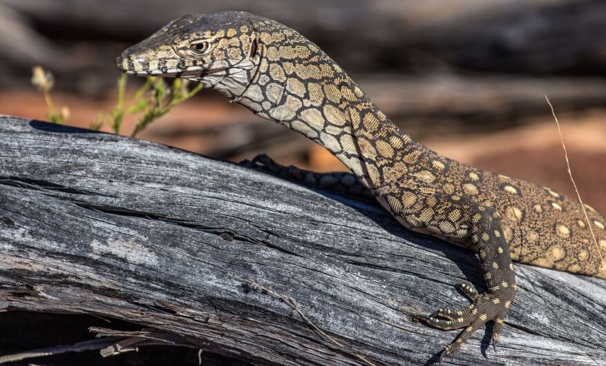 A close-up of a monitor lizard with patterned skin resting on a weathered log, with a blurred natural background.