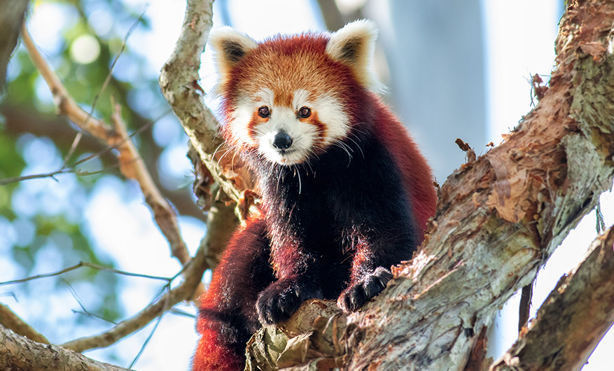 Red panda with fluffy coat perched high up in a tree