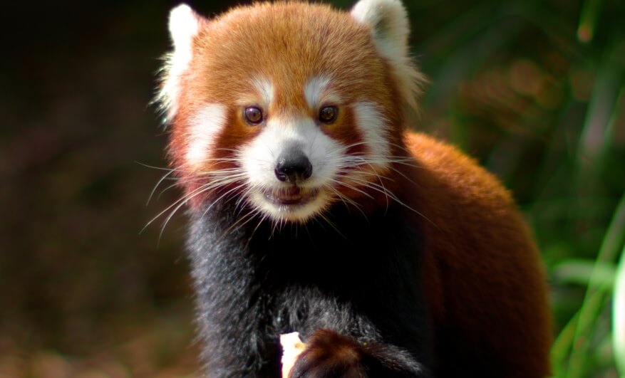 A red panda with reddish-brown fur and white facial markings stands outdoors, holding food in its paw.