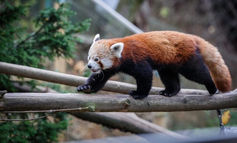 A red panda walks along a wooden log, with green foliage and blurred background visible.