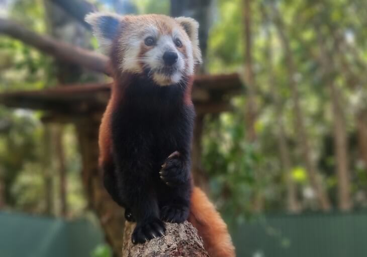 A red panda stands on a tree branch, looking alert, with a blurred green forest background.