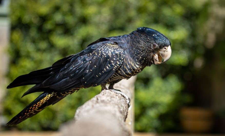 Red-tailed Black Cockatoo sitting on a wooden branch looking to its side and beak slightly open as if it was calling