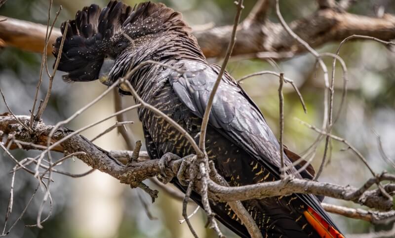 A dark-feathered black cockatoo with a prominent crest perches on a branch, surrounded by dry twigs and blurred foliage in the background.