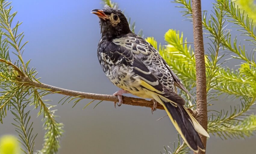 A black and white bird with an orange beak is perched on a branch, with green needle-like leaves and a blurred background.