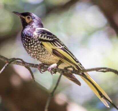 A regent honeyeater with black, yellow, and white patterned feathers is perched on a branch against a blurred natural background.