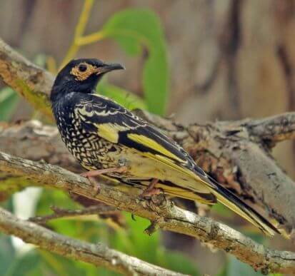 A black and yellow bird with spotted markings perches on a tree branch against a blurred natural background.