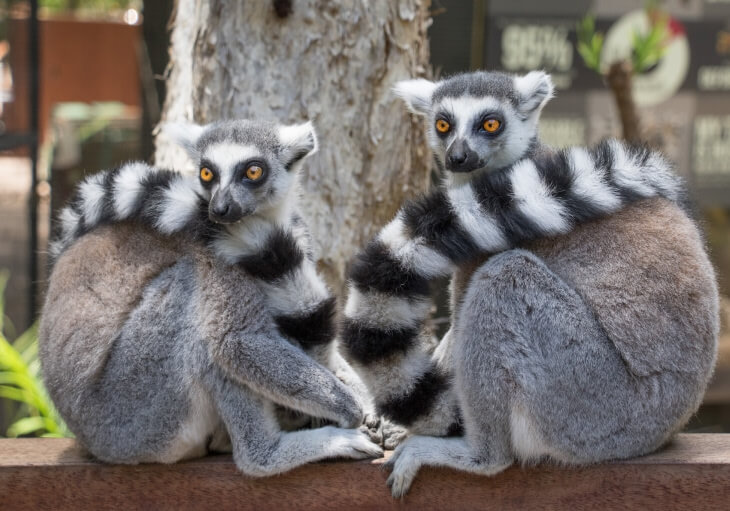 Two ring-tailed lemurs sit close together on a wooden surface, looking back toward the camera with their striped tails curled beside them.