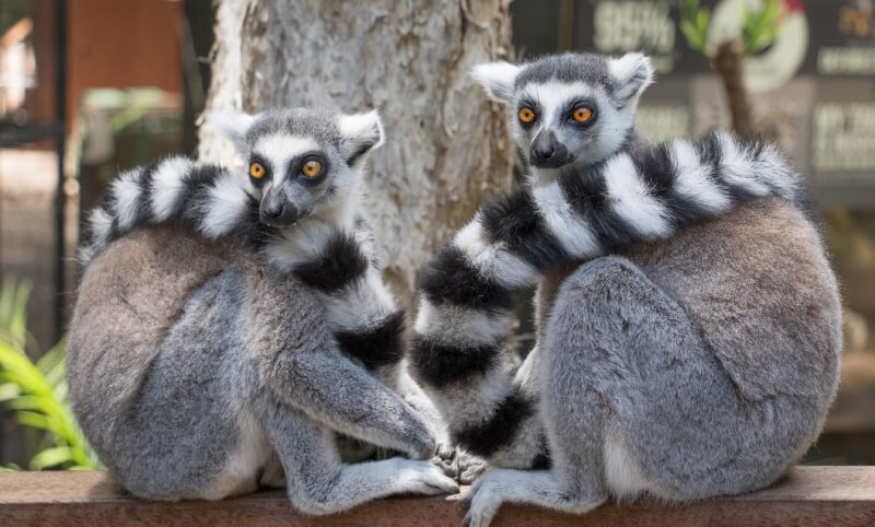 Two ring-tailed lemurs sit side by side on a wooden surface, facing backward but looking toward the camera. Their striped tails are curled around their bodies.