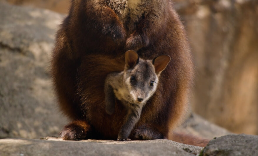A baby tree kangaroo peeks out from its mothers pouch while sitting on a rock.