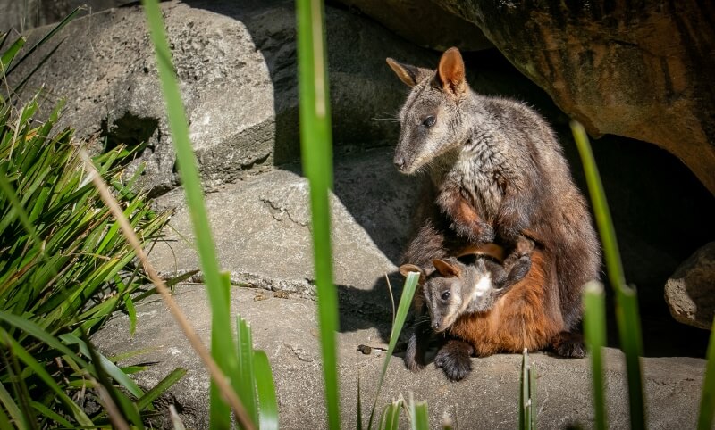 A wallaby sitting on rocks with a joey partially out of its pouch, surrounded by green plants and sunlight.