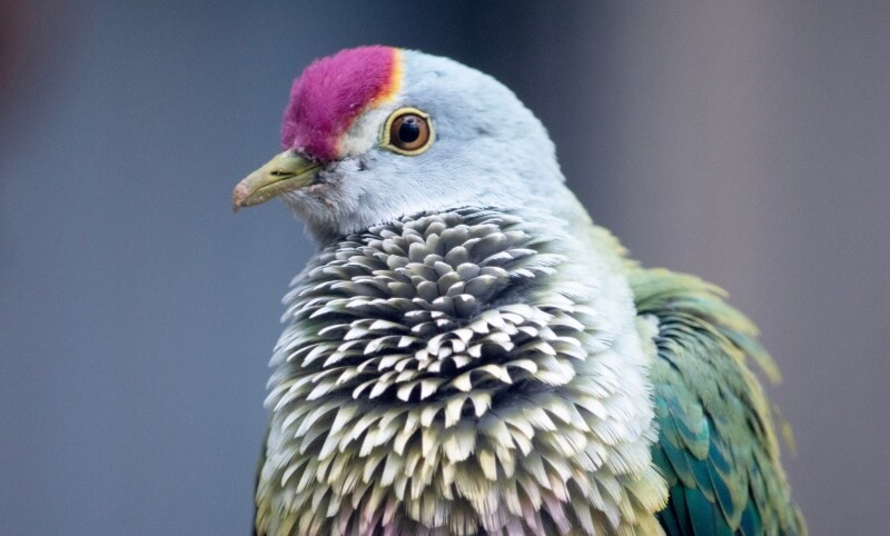 Close-up of a bird with a pink crown, yellow eye ring, light blue head, and layered green, white, and grey feathers.