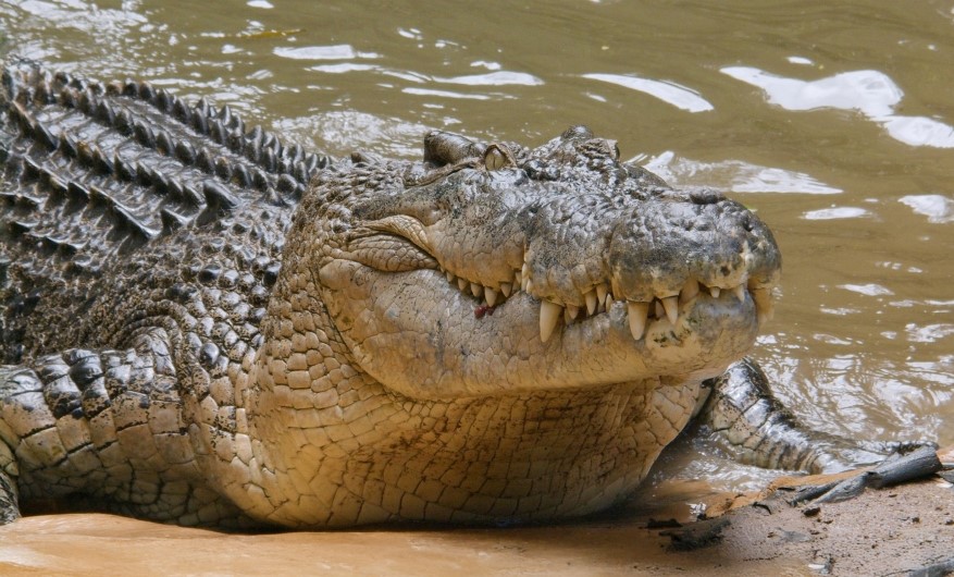 Saltwater Crocodile chilling half way in water and half way on sandy grounds
