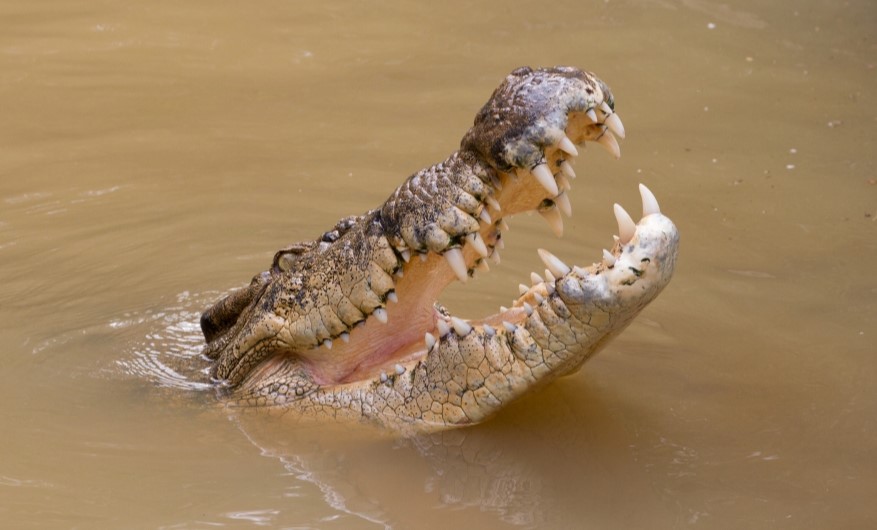 Saltwater Crocodile's head popping out of water, mouth slightly open baring sharp teeth