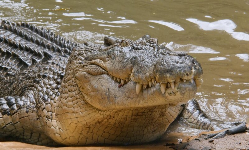 A large crocodile rests at the edge of muddy water with its mouth slightly open, showing its large teeth and textured scales.
