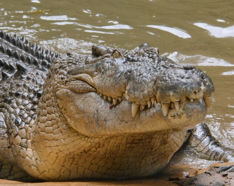 A large crocodile lies on the muddy bank of a river, partially submerged in water, showing its rough textured skin and sharp teeth.