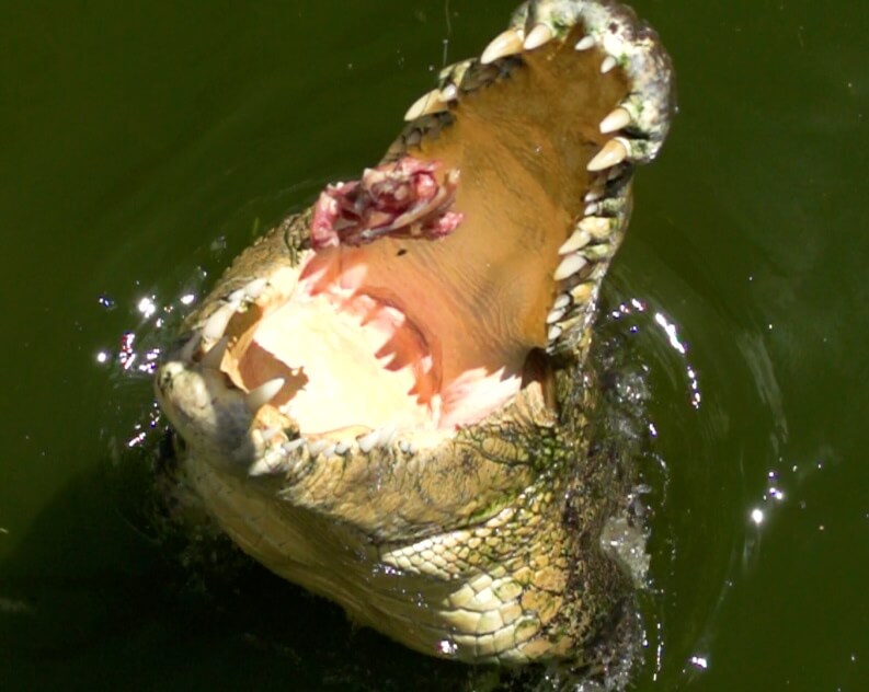 A crocodile with its mouth wide open above the water, showing its teeth and holding a piece of meat inside its jaws.