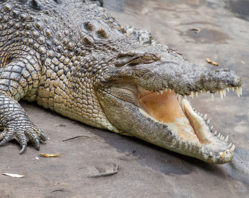 A large crocodile lying on a concrete surface with its mouth wide open, showing its teeth and rough textured skin.