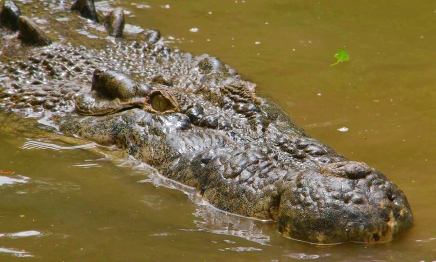 A crocodile partially submerged in murky water, with only its head and back visible above the surface.