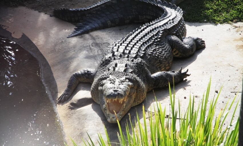 A large crocodile lies on a concrete surface near water and green grass, mouth open and facing the camera.