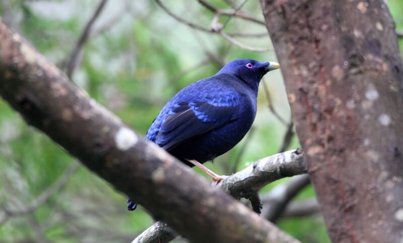 A blue-black bird with a purple eye perches on a tree branch in a green, leafy environment.