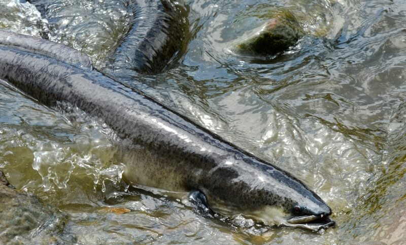 A close-up of a large eel swimming in shallow, rocky water.