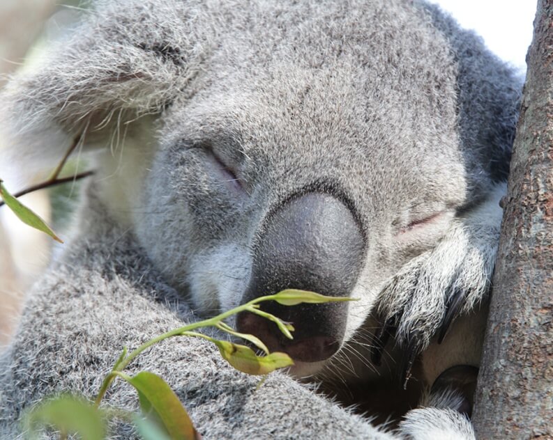 A close-up of a koala sleeping with its eyes closed, hugging a tree branch.