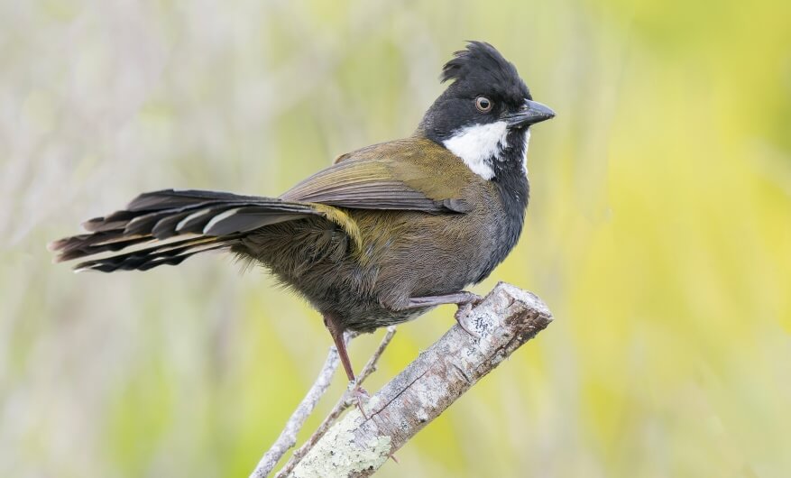 A small bird with a black crest, white throat patch, and olive-brown body perches on a branch against a blurred green background.
