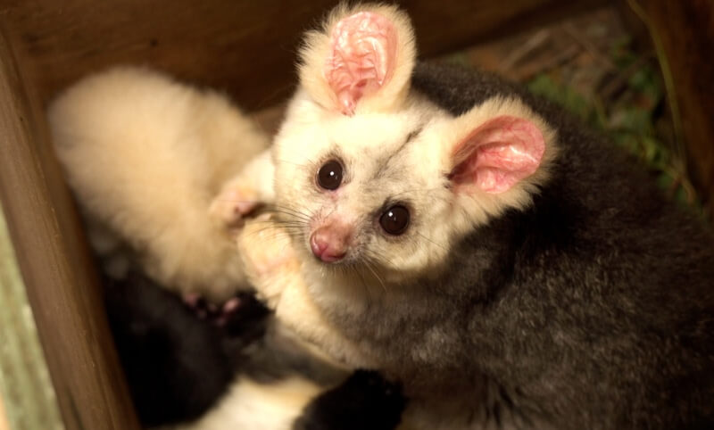 A possum with large pink ears and dark eyes sits in a wooden enclosure, looking up at the camera.