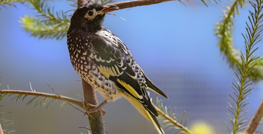 A black and white bird with yellow patches perches on a branch, surrounded by green pine needles, with a blue background.
