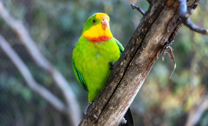 A bright green parrot with a yellow and orange band on its neck perches on a slanted tree branch with a blurred background.