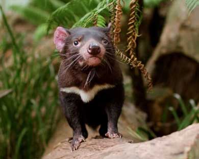 A Tasmanian devil stands on a log in a forested area, facing the camera with greenery and ferns in the background.