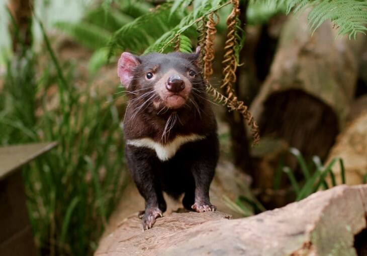 An image of a Tasmanian devil with black fur and a white stripe across its chest, standing on a log surrounded by green foliage and ferns in a forest setting.