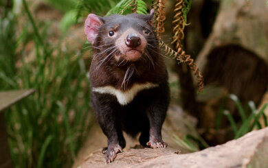 A Tasmanian devil with black fur and a distinctive white stripe across its chest stands on a log in a natural setting.