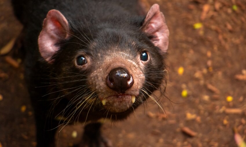 A Tasmanian devil with black fur and sharp teeth looks up, standing on brown dirt scattered with small yellow leaves.