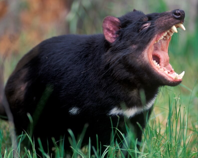 A Tasmanian devil stands on grass with its mouth wide open, displaying its teeth.