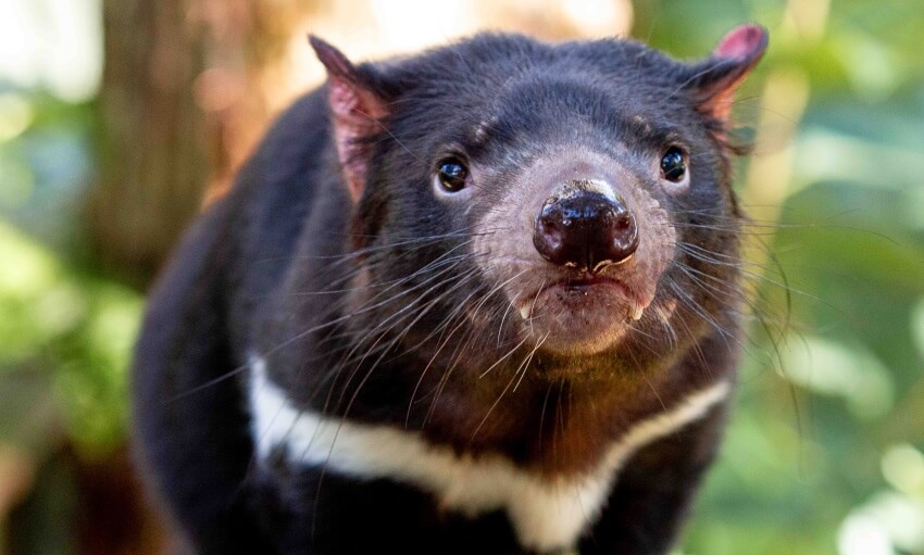 A close-up of a Tasmanian devil facing the camera, showing its black fur, white chest markings, pointed ears, and whiskers, with a blurred natural background.